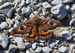 Emperor Moth (Saturnia pavonia)