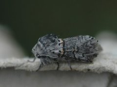 Sallow Kitten (Furcula furcula)