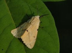 Gul tigerspinner (Spilarctia lutea)