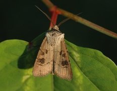 Brunpudret jordfly (Agrotis clavis)