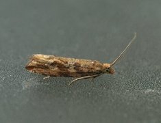 Mottled Marble (Bactra furfurana)
