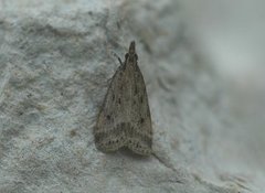 Marsh Grey (Eudonia pallida)