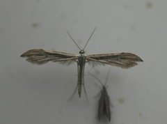 Grå svevefjærmøll (Hellinsia didactylites)