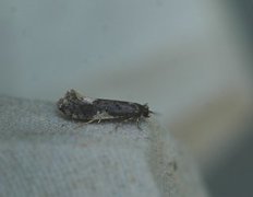 Carrion Moth (Monopis weaverella)
