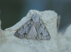 Psikveldfly (Acronicta psi)