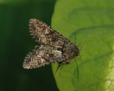 Kålfly (Mamestra brassicae)