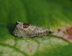 Rustrød rosevikler (Notocelia uddmanniana)