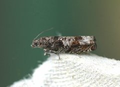 Junikveldvikler (Epinotia tetraquetrana)