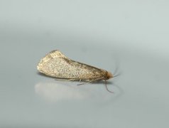 Large Long-horn (Nematopogon swammerdamella)