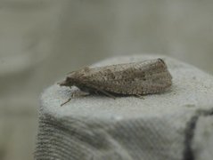 Great Bell (Epiblema grandaevana)
