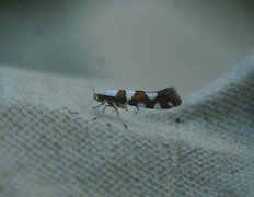 Gold-ribbon Argent (Argyresthia brockeella)