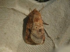 Fen Square-spot (Diarsia florida)
