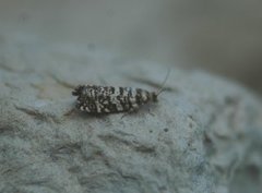 Common Spruce Bell (Epinotia tedella)