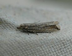 Rush Marble (Bactra lancealana)