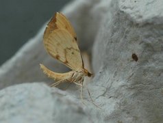 Sløyfemåler (Eulithis pyraliata)