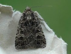 Nettfly (Naenia typica)