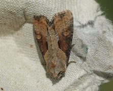 Double Lobed (Lateroligia ophiogramma)