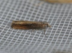 Dylleengvikler (Eucosma obumbratana)