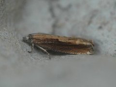 Dylleengvikler (Eucosma obumbratana)