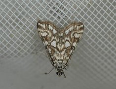 Brown China-mark (Elophila nymphaeata)