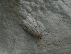 Marsh Grey (Eudonia pallida)