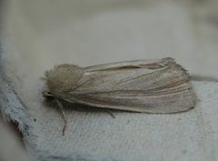 Lyme Grass (Longalatedes elymi)