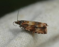 Thyme Marble (Celypha cespitana)