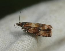 Engprydvikler (Celypha cespitana)