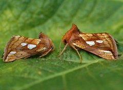 Kortstreket metallfly (Plusia putnami)