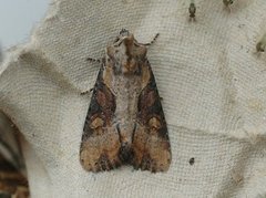 Double Lobed (Lateroligia ophiogramma)