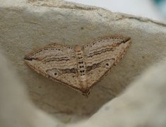 Oblique Carpet (Orthonama vittata)