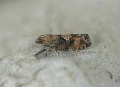 Spruce Bud Moth (Zeiraphera ratzeburgiana)