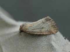 Small Dotted Buff (Photedes minima)