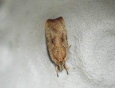 Dark-fringed Flat-body (Agonopterix nervosa)