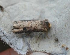 Flame (Axylia putris)