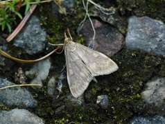 Maispyralide (Ostrinia nubilalis)