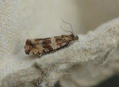 Engprydvikler (Celypha cespitana)