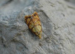 Yellow Rose Button (Acleris bergmanniana)