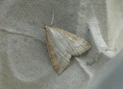 Pale Straw Pearl (Udea lutealis)