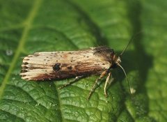 Flame (Axylia putris)