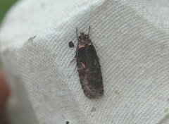 Sallow Flat-body (Agonopterix conterminella)