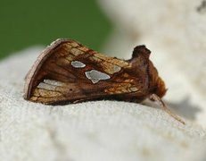 Langstreket metallfly (Plusia festucae)