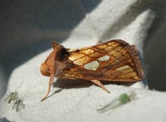 Langstreket metallfly (Plusia festucae)