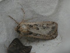Coast Dart (Euxoa cursoria)