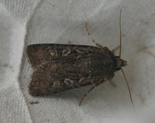 White-line Dart (Euxoa tritici)