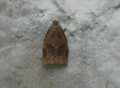 Rose Tortrix (Archips rosana)
