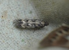 Mouse-ear Groundling (Caryocolum fraternella)