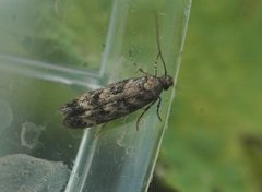 Mouse-ear Groundling (Caryocolum fraternella)