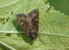 Brunt sumpfly (Helotropha leucostigma)