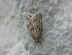 Marsh Grey (Eudonia pallida)